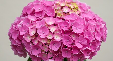 Pink hydrangea blossom close up