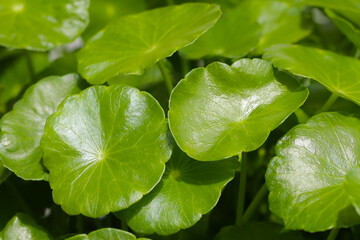 Fresh centella asiatica leaves. Gotu kola herb plant