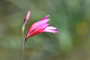 A beautiful close-up of a vibrant pink Gladiolus italicus flower and an unopened bud on a dark stem, captured in soft light against a smooth, blurred green background outdoors in nature.