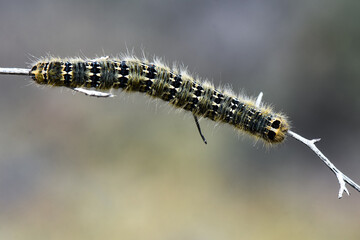 A hairy caterpillar of a moth with black and yellow markings traverses a thin, dry branch against a blurred, soft-focus background.