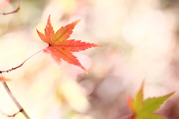 あたたかな光の中の紅葉