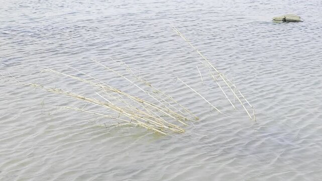 Thin, delicate yellow-green aquatic plants rooted in the sandy bottom of the shallow sea, with sunlit ripples on the clear water surface and an audible sense of wind.
