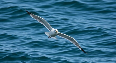 Seagull flying over water