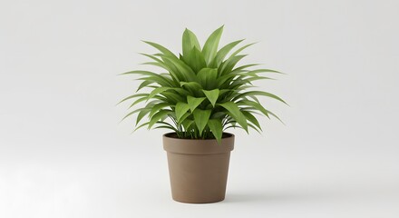 Obraz premium Potted plant indoor