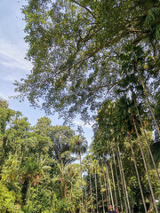 Fototapeta premium Tall tropical palm trees and dense forest canopy under bright blue sky in lush outdoor landscape