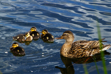 Wild Mallard Duck and Ducklings Swimming on a Pond