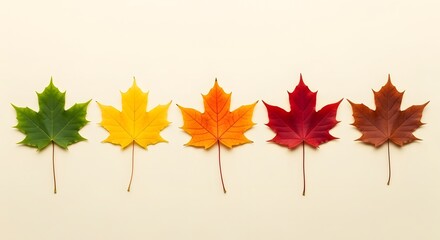 Fototapeta premium A row of five maple leaves transitioning in color from green to yellow, orange, red, and brown, representing the changing seasons of autumn