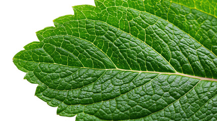 Obraz premium Close-up of a vibrant green leaf, showcasing intricate textures and veins against a white isolated background, highlighting the beauty of nature.
