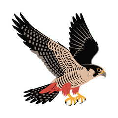 Fototapeta premium Peregrine falcon in flight with wings spread and talons extended