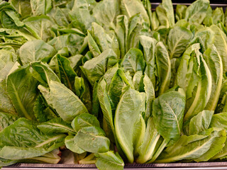 Fresh and Crisp Romaine Lettuce Displayed in a Market Environment