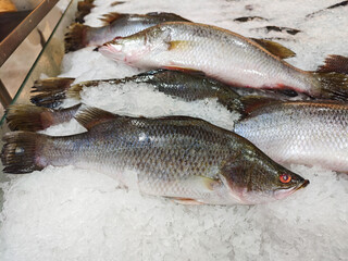 Freshly Caught Fish Displayed on Ice at Seafood Market