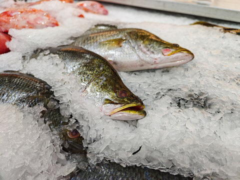 Fresh Fish Display on Ice at Seafood Market for Culinary Use