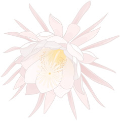 Queen of the Night Flower, 