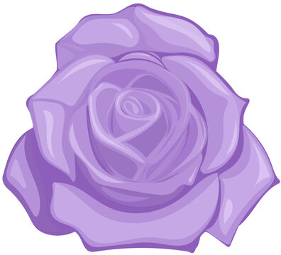 Lilac Rose