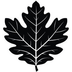 oak leaf silhouette on white background.eps
