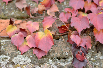 Virginia ivy plant in autumn with colorful leaves and berries