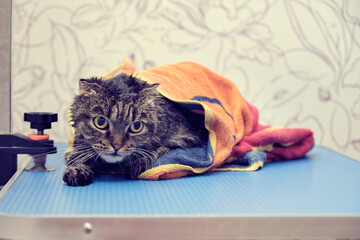 The lop-eared Scottish cat on the grooming table is covered with a towel after bathing
