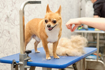 A small purebred toy terrier dog after express molting next to the wool on the table