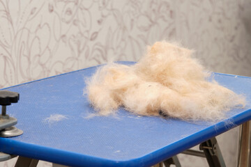 Dead hair combed out of pet. Moulting in animals. Close-up, selective focus.