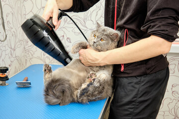 A female groomer dries a lop-eared Scottish cat with a hairdryer on a grooming table