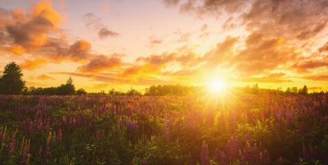 Summer landscape with purple wild flower lupine field and bright sunrise or sunset sky. Nature scenic backdrop for calm, peace, and serenity concept. Vintage film aesthetic.