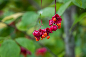 Spindle branch with fruits in autumn. The fruits of a Spindle Tree, Euonymus europaea, growing in the park. Autumn background.
