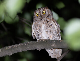 Eurasian scops owl, Otus scops. A beautiful bird sitting on a tree, close-up