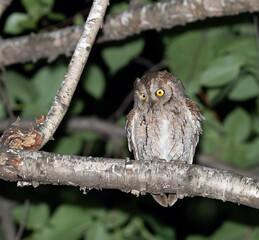 Eurasian scops owl, Otus scops. A small, beautiful owl sits on a tree