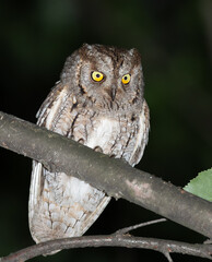 Eurasian scops owl, Otus scops. At night, a bird sits on a branch, flat background