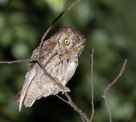 Eurasian scops owl, Otus scops. At night, a bird sits on a branch, flat background