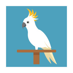 White Cockatoo Perched on Stand on Blue Background Keywords: cockatoo, bird, animal, perched