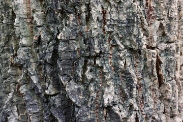 Old rough tree bark texture background
