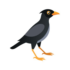 Black bird with orange feet and beak on white background