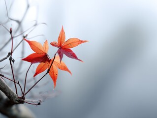 Vibrant autumn leaves, delicate branches, and a soft, hazy backdrop create a tranquil scene.