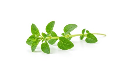 Fototapeta premium Oregano Sprig Isolated on White Background