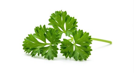 Parsley Plant Isolated on White Background