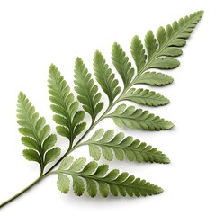 Bird’s Foot Fern Leaf Distinctive Green Frond with Radiating Fingerlike Leaflets Resembling a Bird’s Foot and Elegant Botanical Form Highlighting Natural Beauty on White Background Still Life