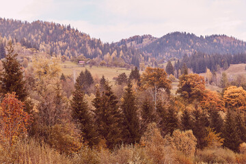 Carpathian mountains autumn trees colorful foliage
