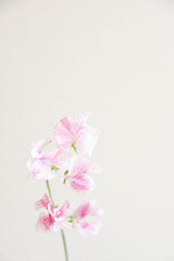 ピンクのスイートピー