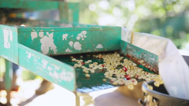 Coffee plantation cultivation, Coffee bean business industry. Asian farmer, farm worker cleaning and removing ripe organic Arabica coffee cherries beans shell in shelling machine at agriculture field.
