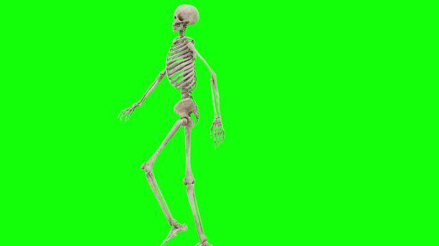 skeleton walking Halloween 4 styles on Green Screen | 4k 60FPS