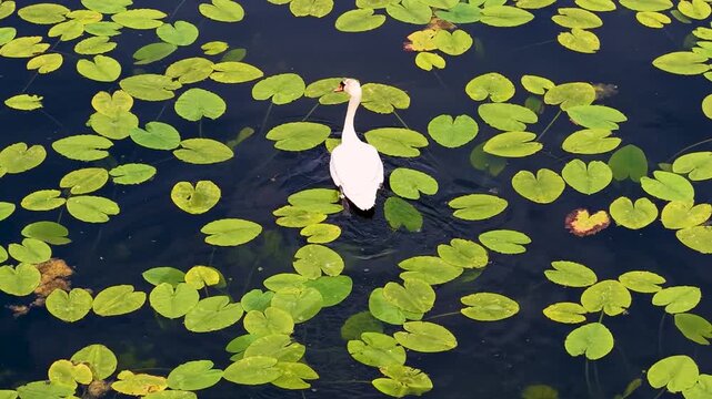 Aerial drone view of a white egret standing among floating green lily pads on a calm pond surface.