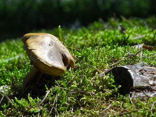 Close-up of a wild mushroom growing on vibrant green moss in a forest with natural sunlight. The image shows detailed textures of the cap, moss, and tree bark, symbolizing autumn, foraging ....