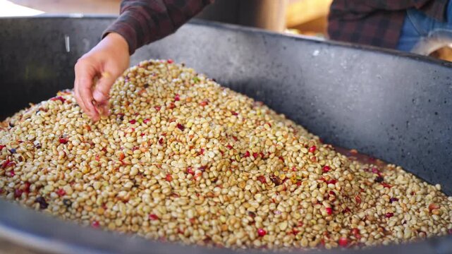 Coffee plantation cultivation, Coffee bean business industry. Asian farmer, farm worker working, cleaning and washing ripe organic Arabica coffee cherries beans at agriculture field on the mountain.