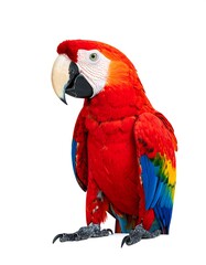 Naklejka premium A scarlet macaw, vibrant red plumage, blue and yellow tail feathers, perched against a white background