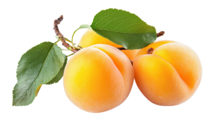 Ripe Apricots on Branch with Leaves isolated on a transparent background