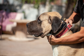 Male Aksaray Malaklı (Anatolian Mastiff) close-up with studded collar, showing powerful head and protective nature, traditional Turkish livestock guardian dog.