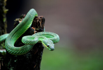 A green viper coils around a tree trunk, its head raised in alert. Its body color blends in with the forest background, demonstrating its remarkable camouflage abilities.