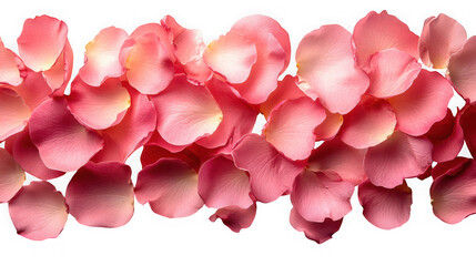 Obraz premium A delicate arrangement of pink rose petals isolated on transparent background, creating a soft and romantic floral border with their gentle hues