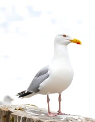 Obraz premium A seagull stands on a rock against a blurred sky